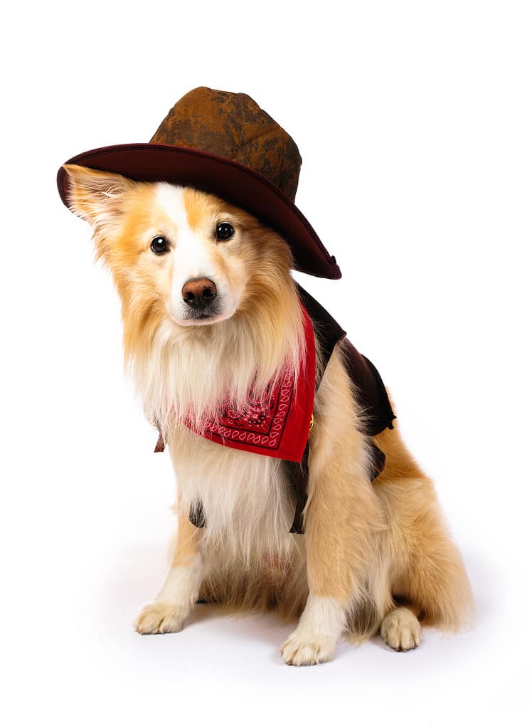 Cowboy del collie di confine