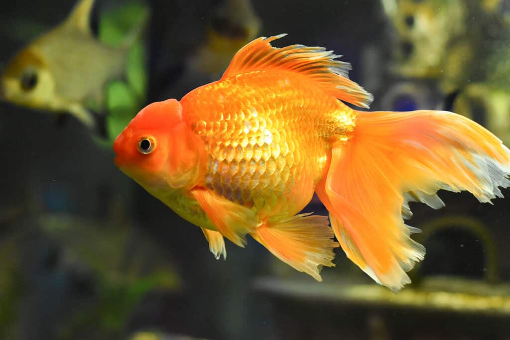 Bellissimo pesce rosso Veiltail in acquario