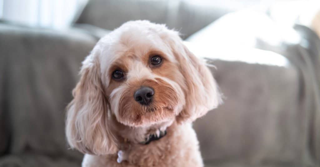 Cavapoo seduto sul divano