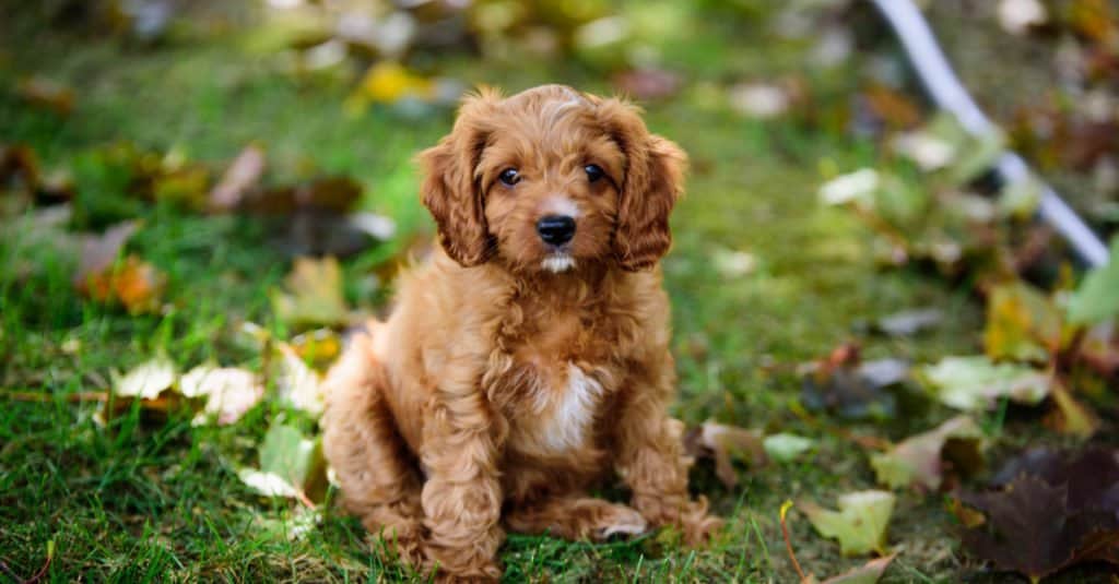 Cucciolo di Cavapoo seduto nell'erba