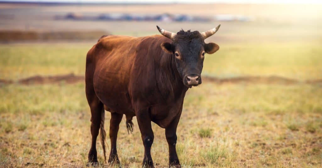 Toro contro mucca - Toro