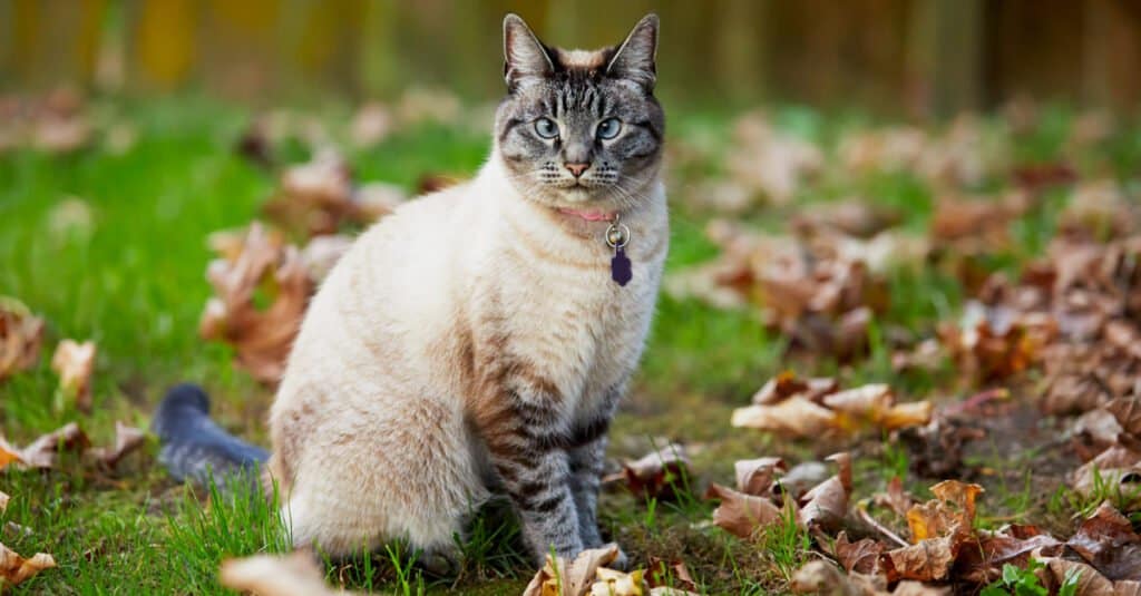 Gatti siamesi - Gatto siamese Lynx Point