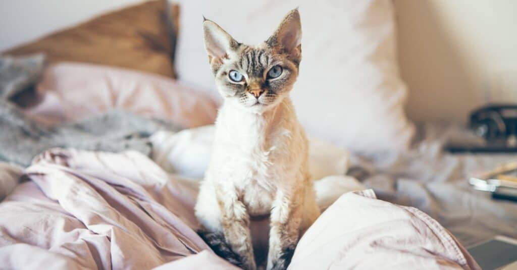 Devon Rex seduto in coperte sul letto