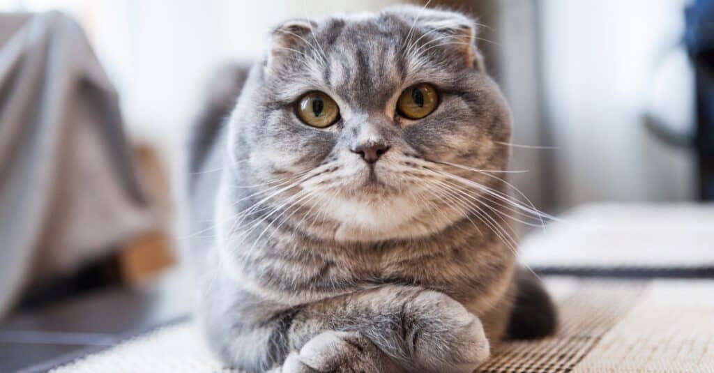 Scottish Fold seduto con le zampe incrociate