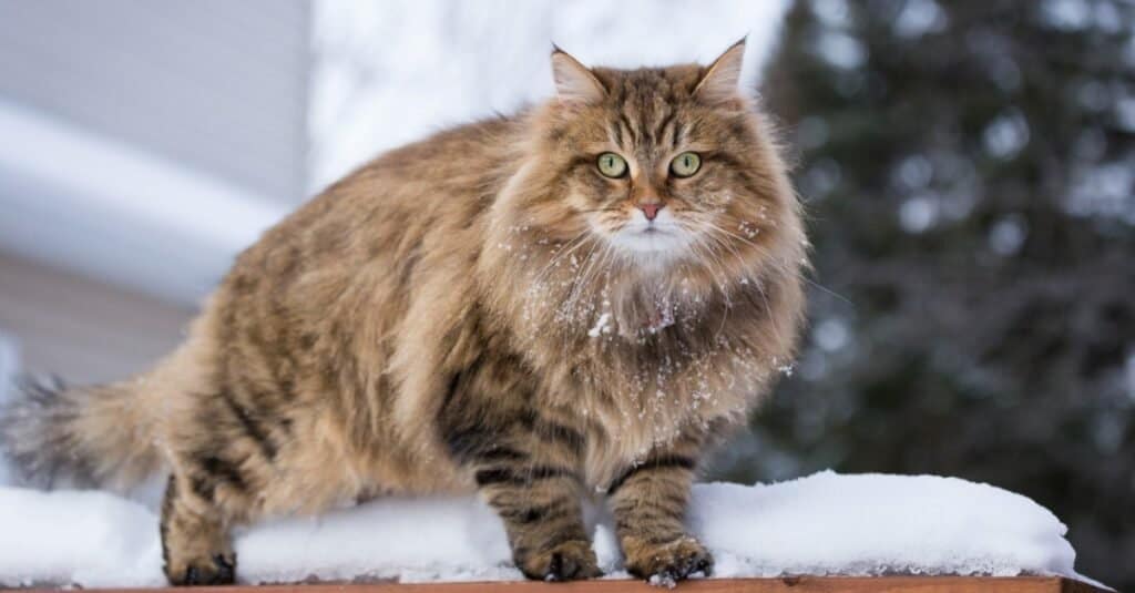 I gatti più alti sono il gatto siberiano