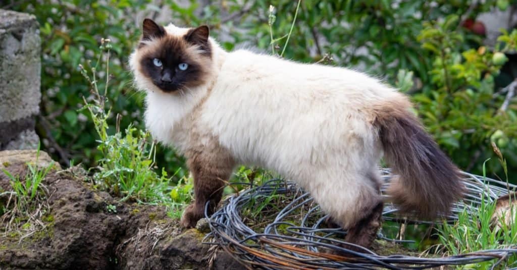 Bellissimo gatto himalayano che gioca fuori in giardino.