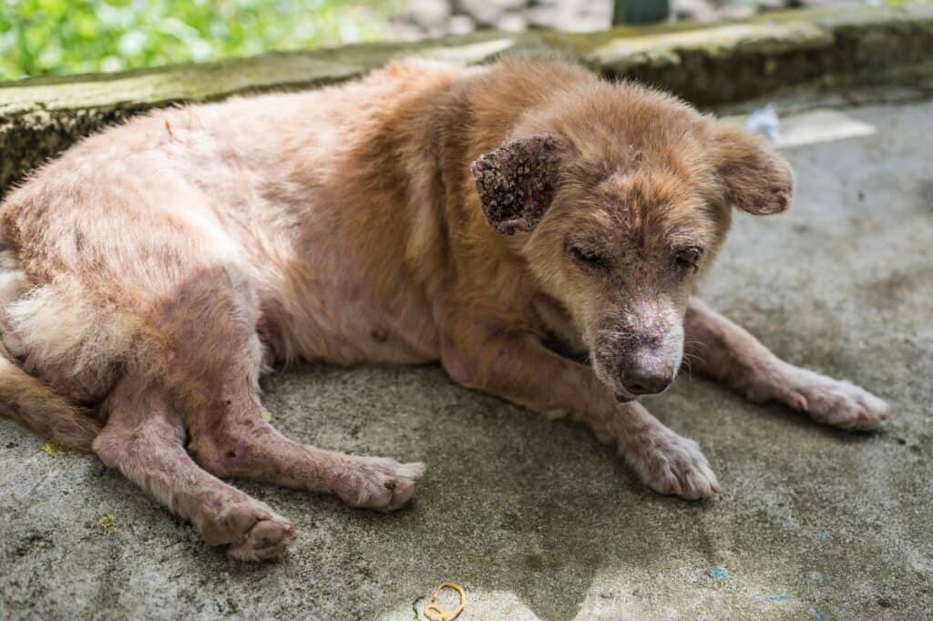 Gli acari della rogna demodettica, o rogna rossa, vivono nei follicoli dei peli del cane causando irritazione alla pelle del cane. 