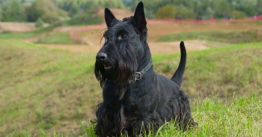 Un terrier scozzese in campagna