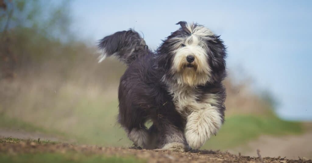 Vecchio cane pastore inglese