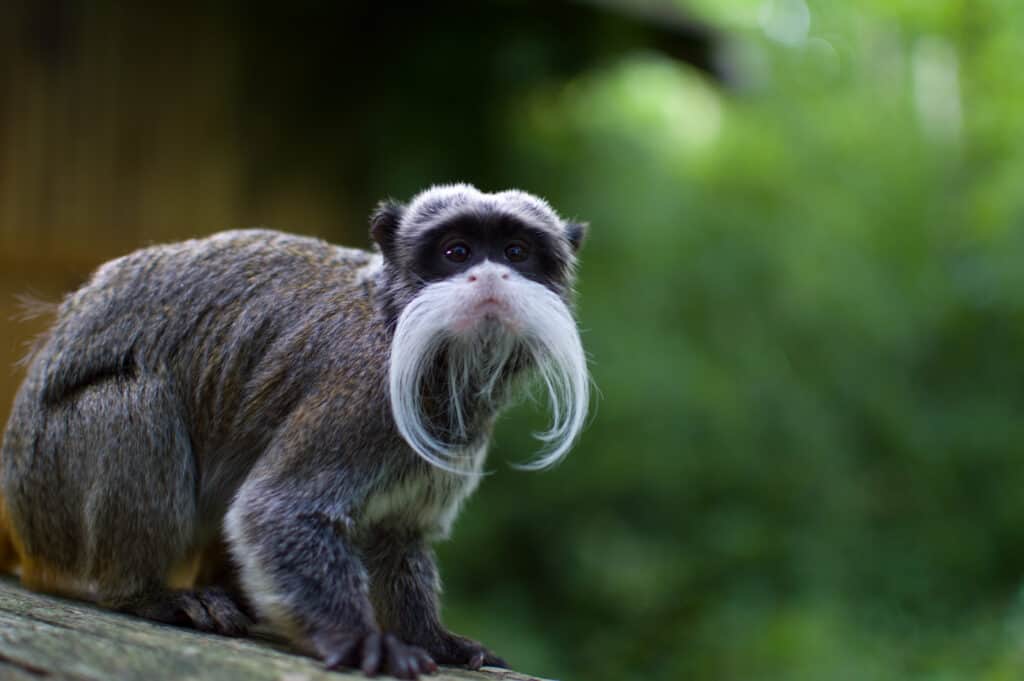 Tamarino imperatore