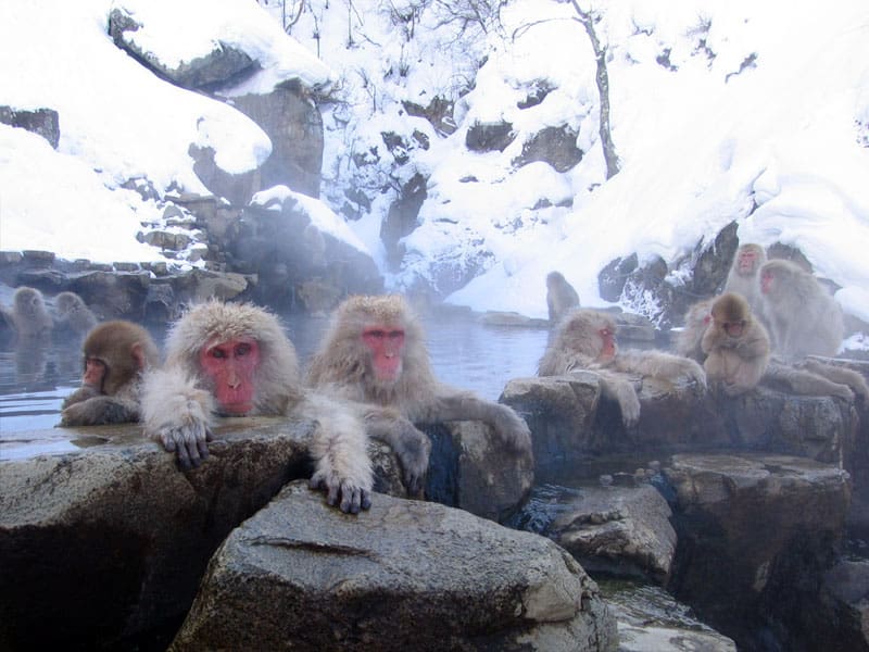 Macachi giapponesi immersi nella sorgente termale di Jigokudani.