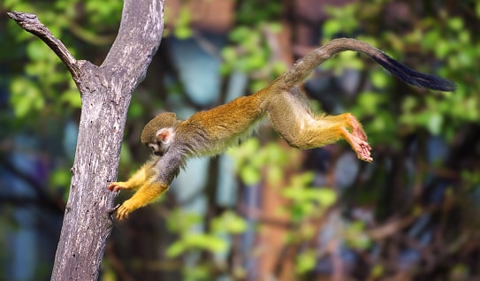 Scimmia scoiattolo comune che salta da un albero all'altro