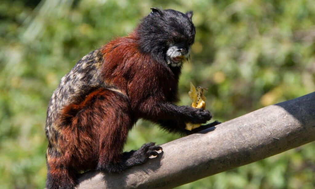 Scimmia tamarin a sella che mangia. 