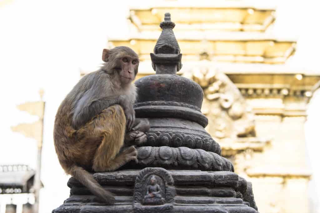 Scimmia macaco Rhesus seduta sullo stupa del tempio.