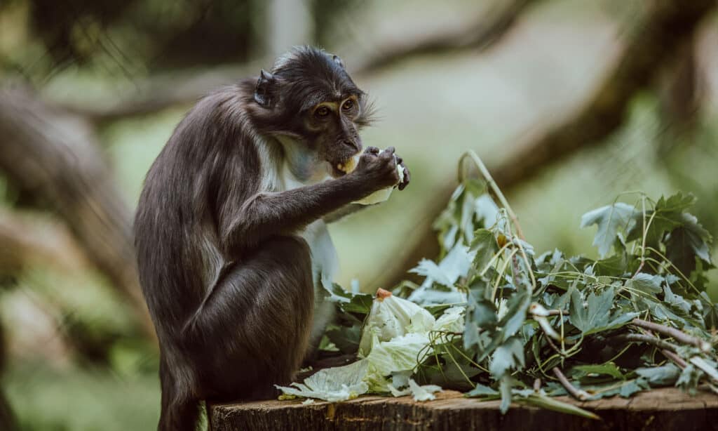 Mangabey dalle palpebre bianche