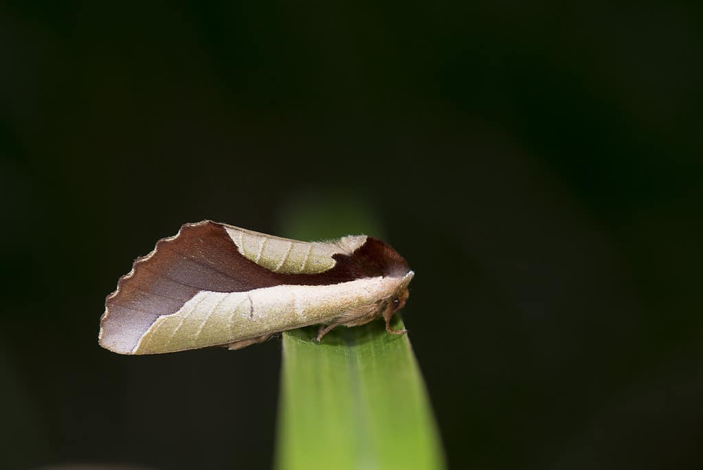 Uropyia_meticulodina