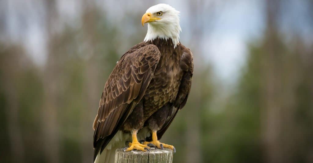 aquila calva appollaiata su colonna