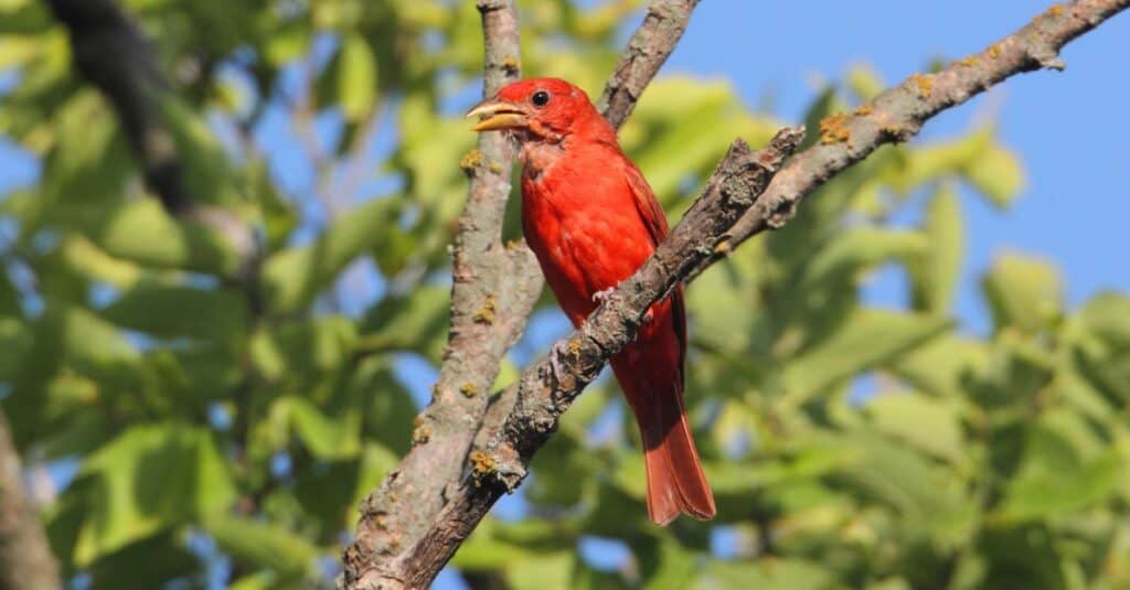 uccelli con bellissime canzoni: tanager estivo