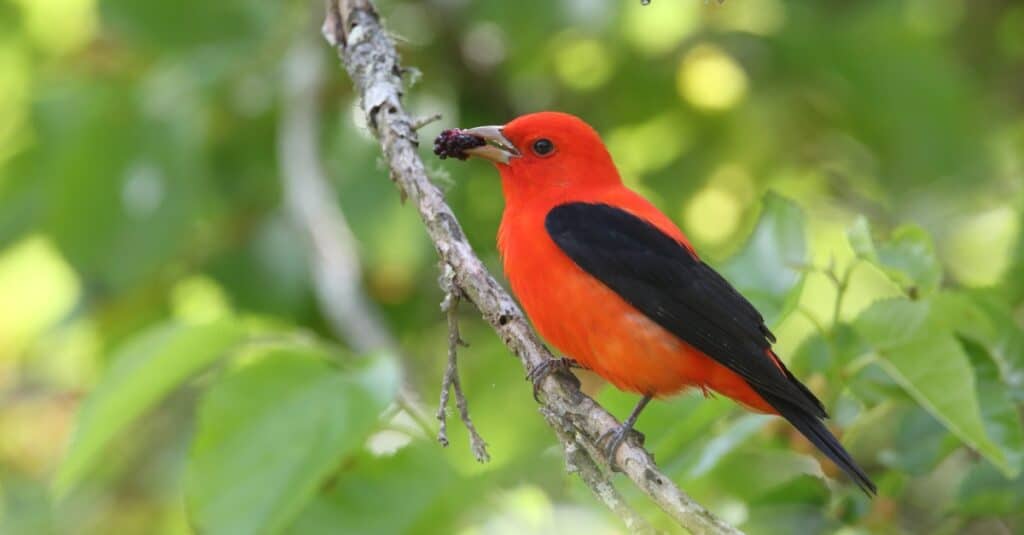 Tanager scarlatto con una bacca in bocca