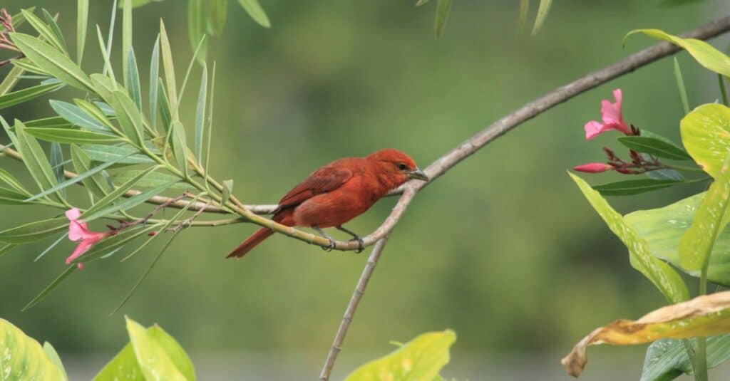 piccola tanager epatica appollaiata vicino all'estremità di un ramo