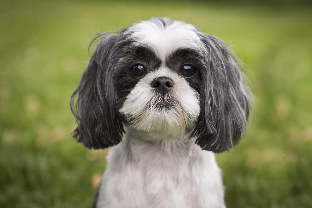 Shih Tzu (Canis familiaris) - ritratto