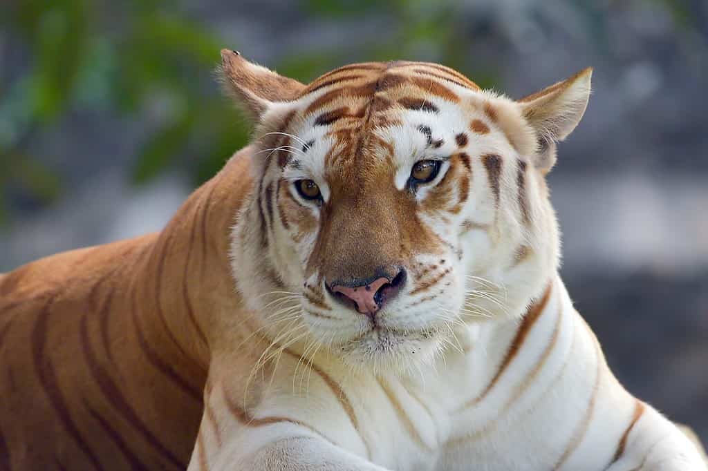 Rara tigre dorata nel loro ambiente