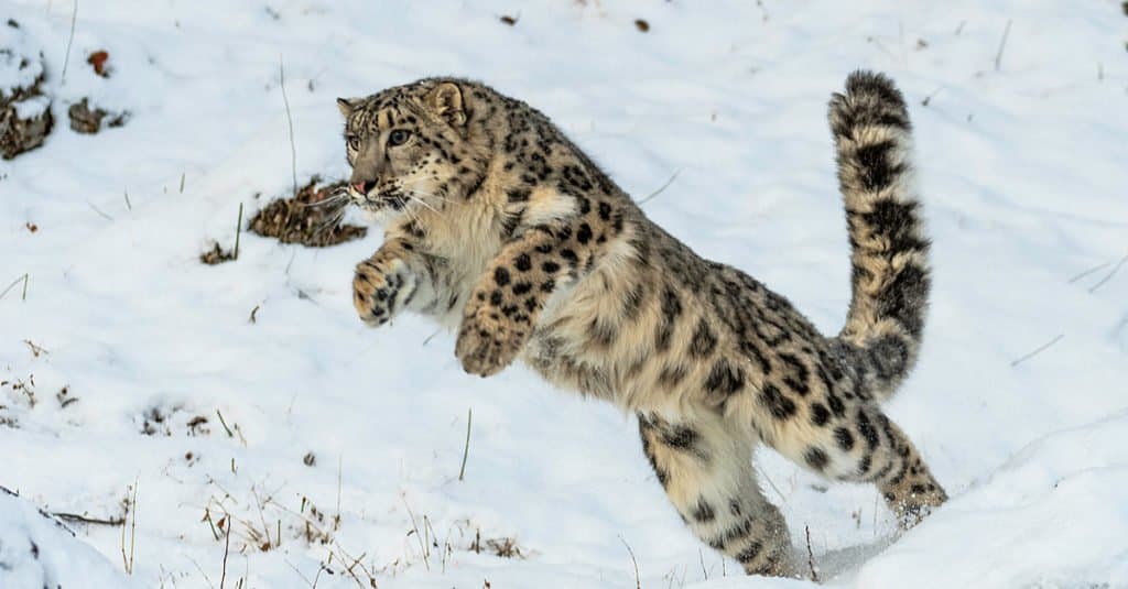 Leopardo delle nevi a caccia di prede.