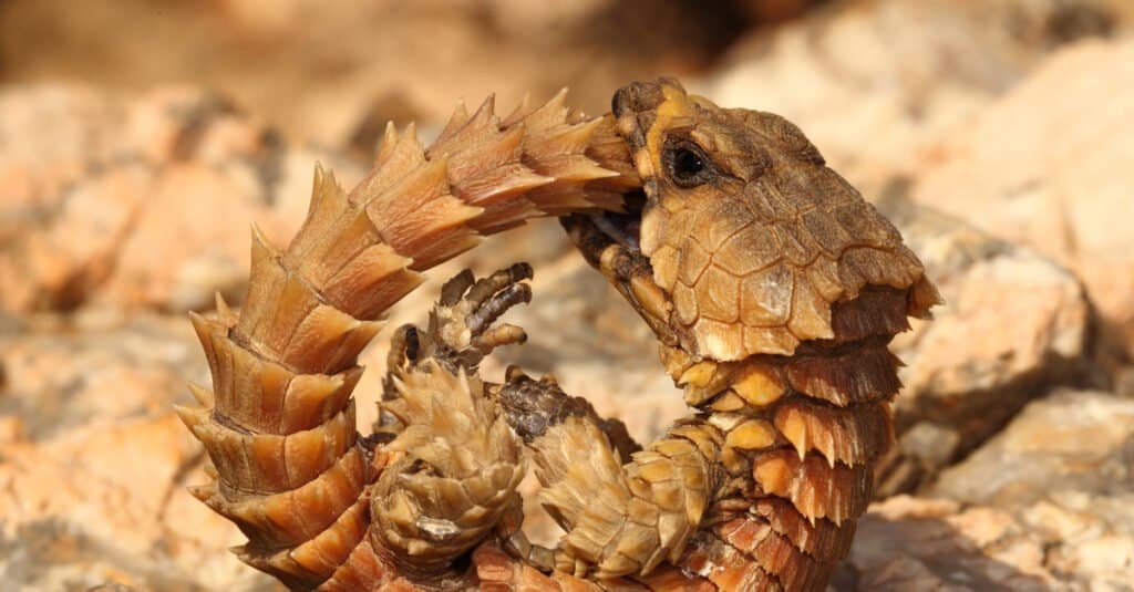 Armadillo Lizard (Ouroborus cataphractus) seduto su una roccia.