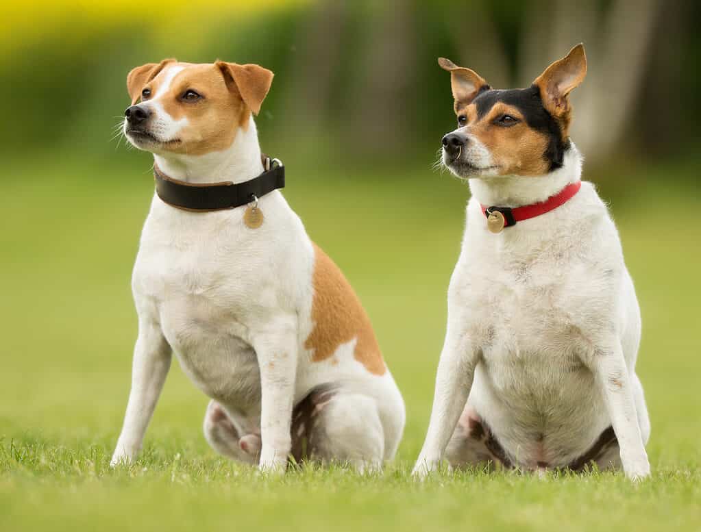 Cani da fattoria svedesi danesi