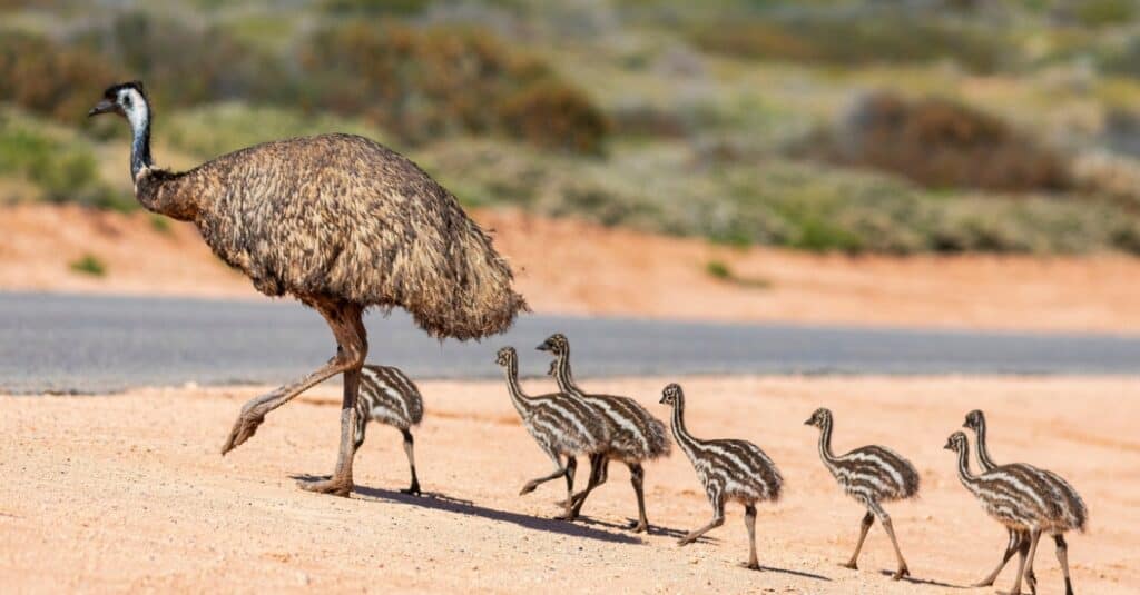 Uccelli che non possono volare: Emu