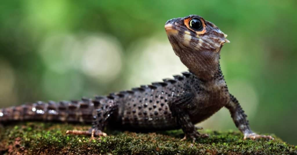 Crocodile Skink Lizard che prende il sole sul muschio.