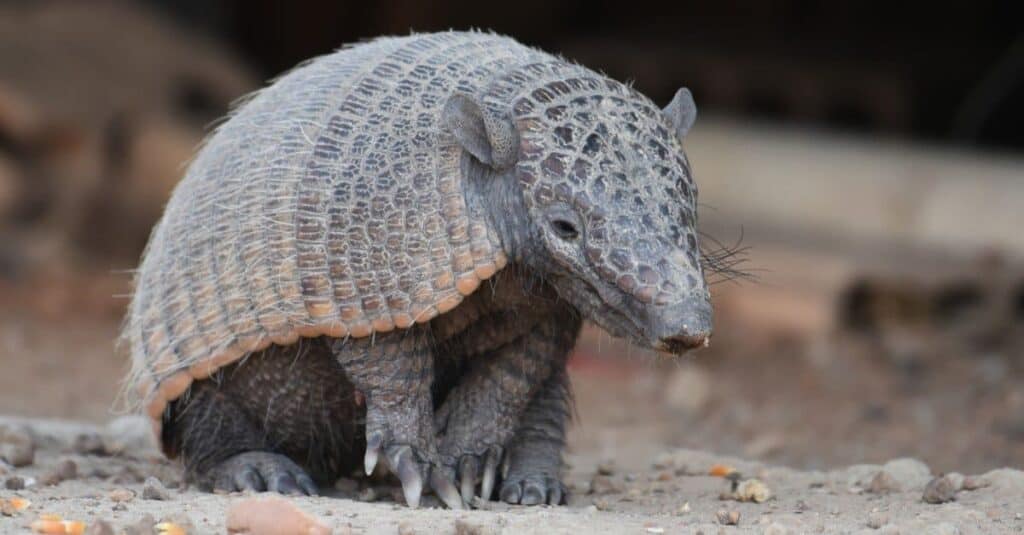 Animali con la pelle più dura: l'armadillo