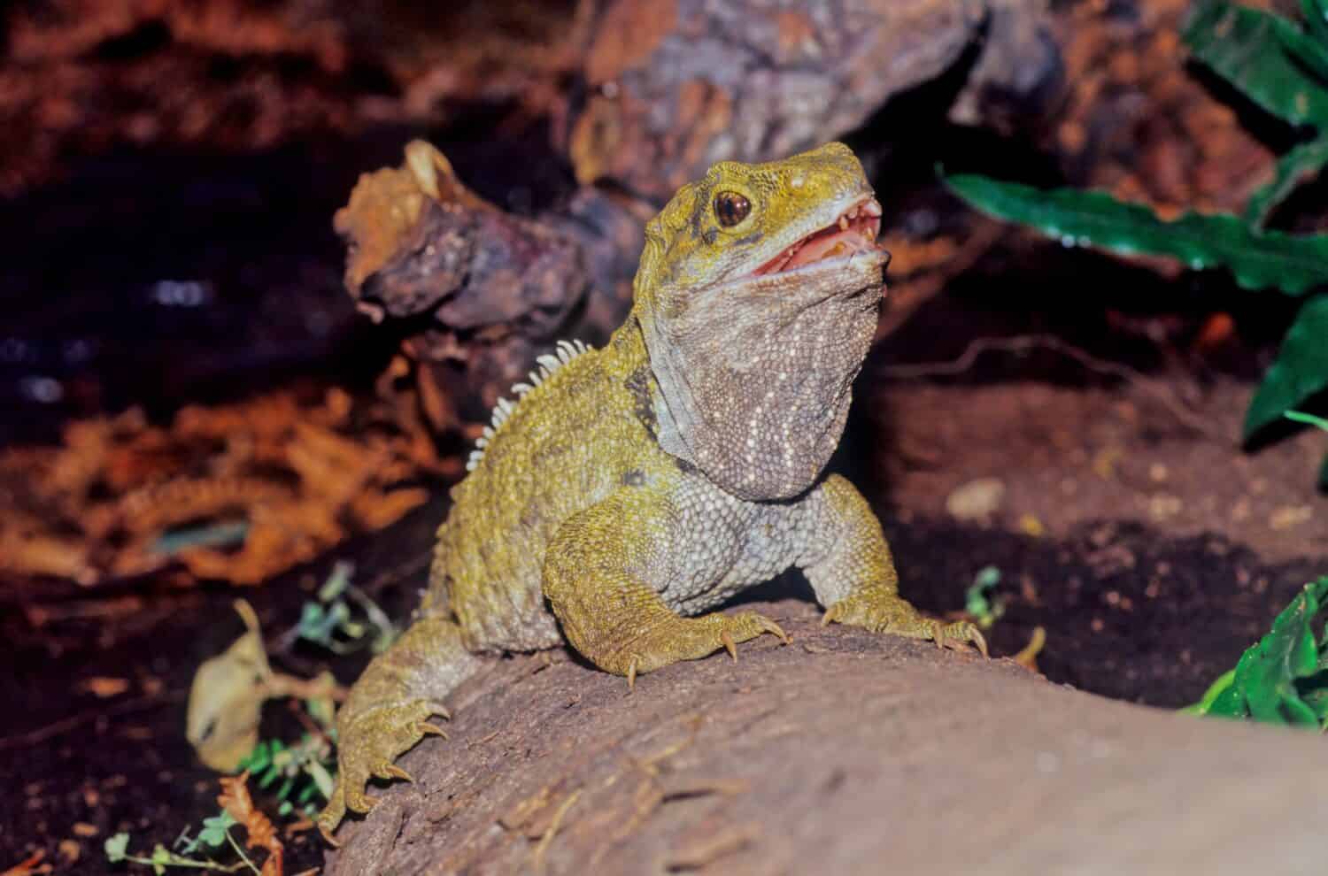 I Tuatara Sphenodon punctatus sono rettili endemici della Nuova Zelanda. Sebbene assomiglino alla maggior parte delle lucertole, fanno parte di un lignaggio distinto, l'ordine Rhynchocephalia.