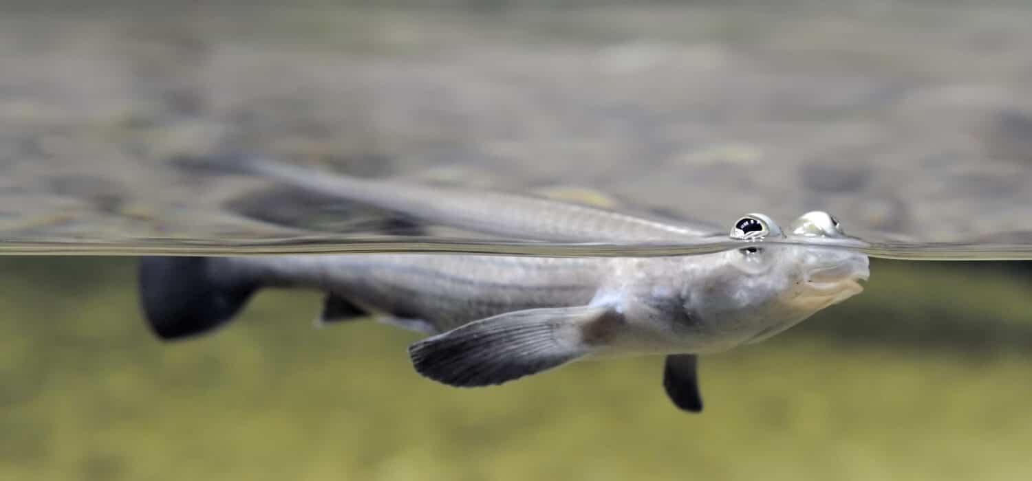 Pesce a quattro occhi (anableps anableps) che galleggia sulla superficie dell'acqua