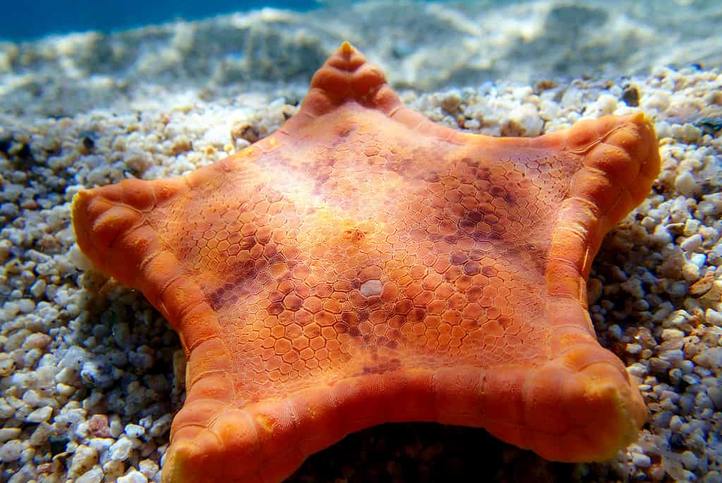 Biscuit Sea Star I membri della classe Asteroidea mostrano metodi di riproduzione sia asessuati (rigenerazione e clonale) che sessuali (gonocorici).