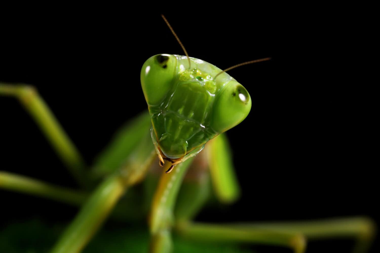 Foto ravvicinata di una mantide religiosa verde (mantide religiosa)