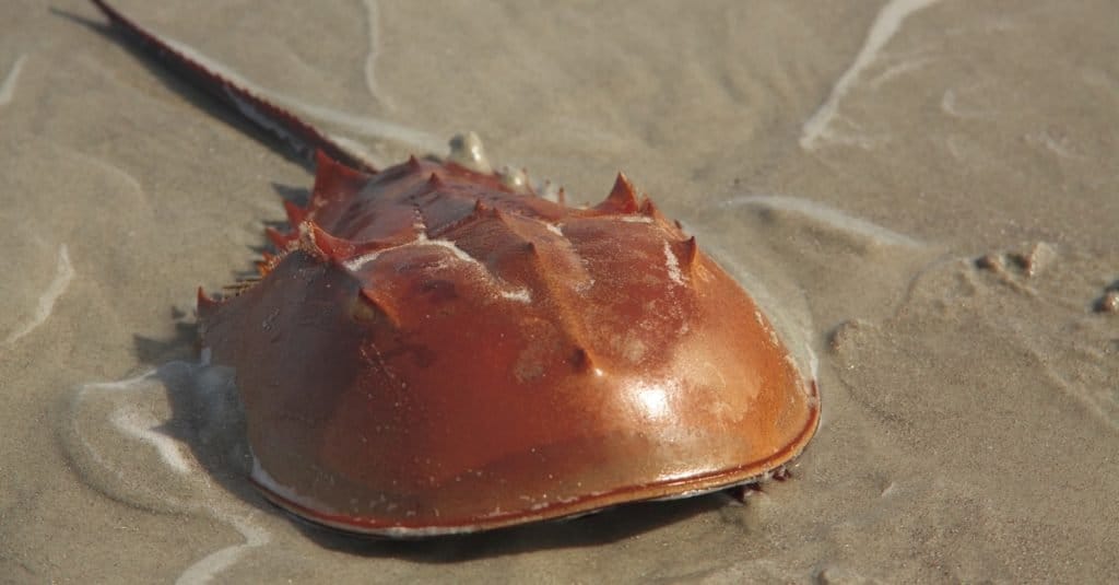 Primo piano del granchio a ferro di cavallo sulla sabbia.