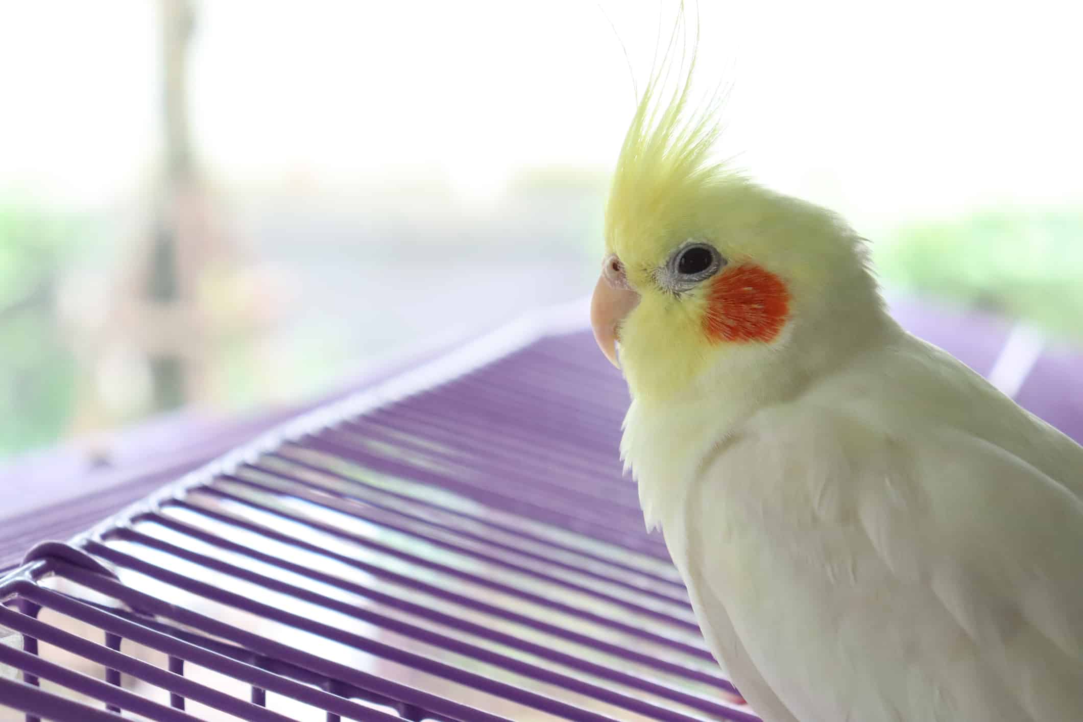 Cockatiel Lutino con guancia rotonda arancione, piuma di bellezza sulla testa e becco cremoso con spazio per la copia a sinistra