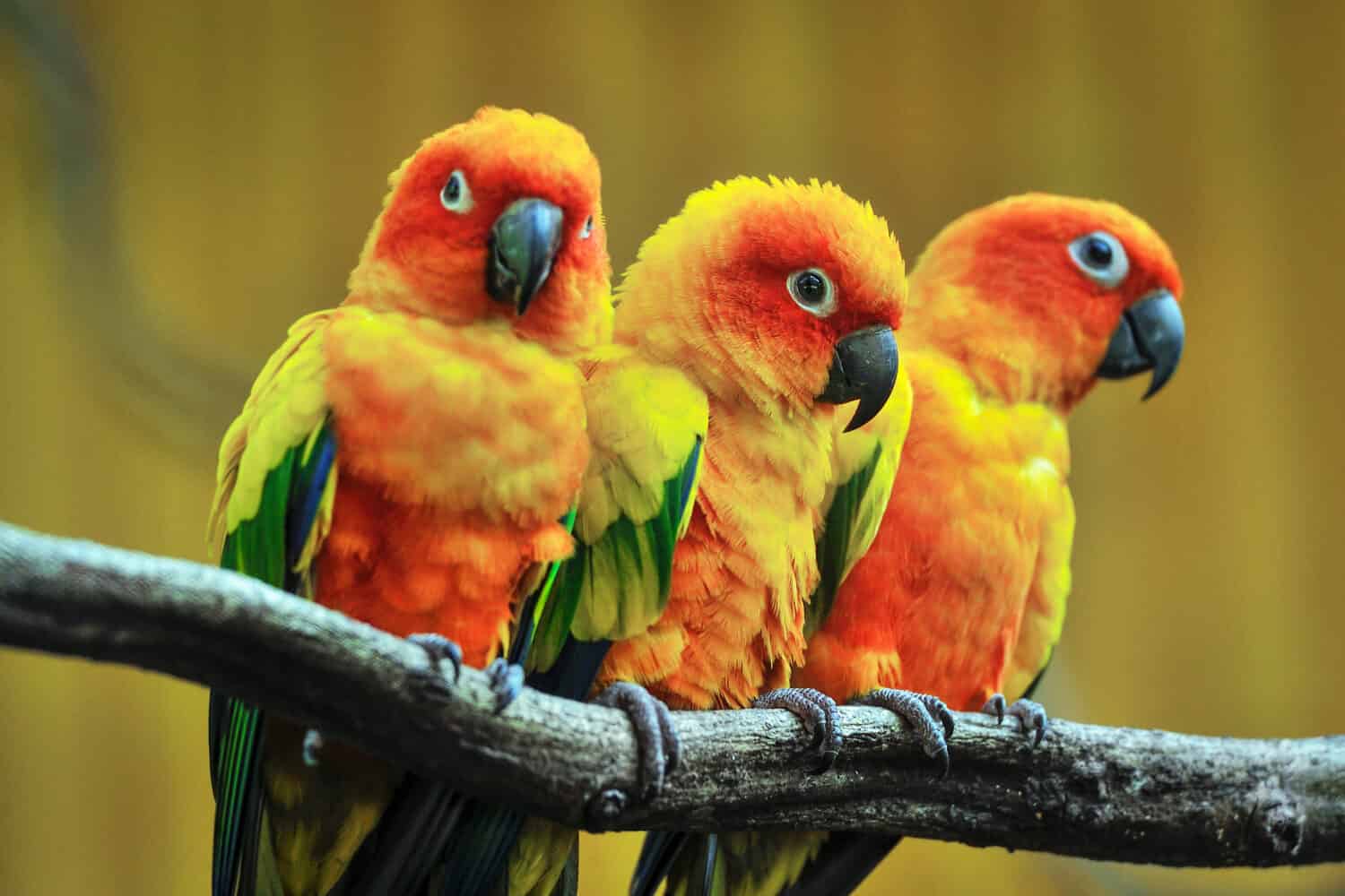 Bellissimo pappagallo, Sun Conure sul ramo di un albero.