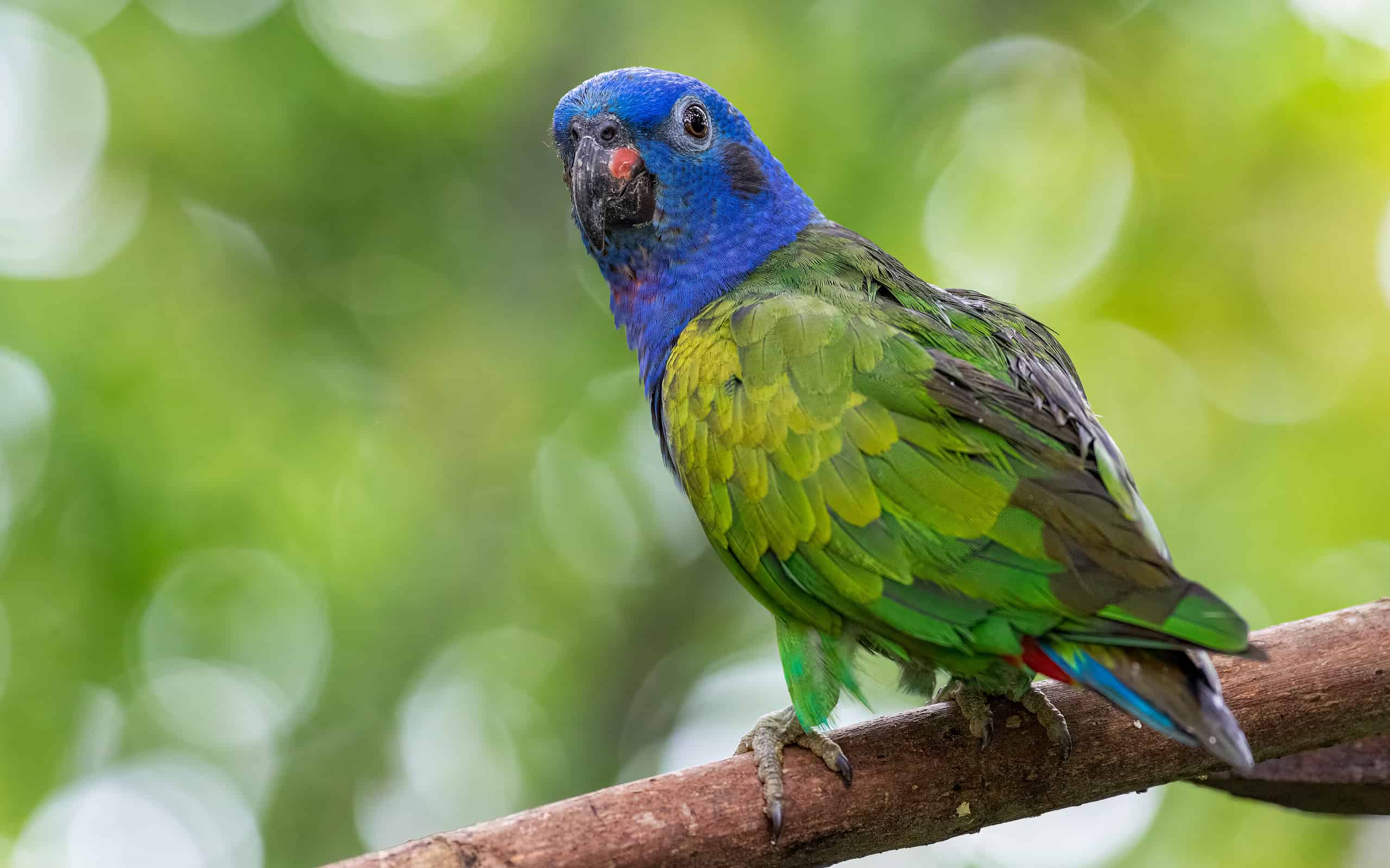 Pappagallo dalla testa blu (Pionus menstruus). Bellissimo pappagallo appollaiato su un tronco d'albero con uno sfondo sfocato