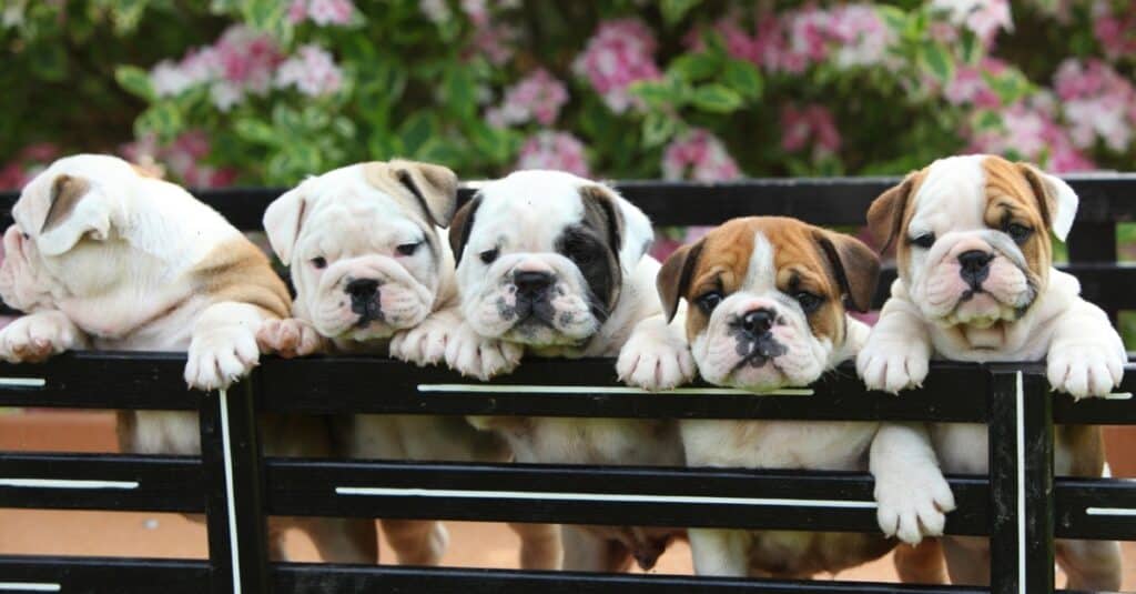 Cuccioli di bulldog inglese su una panchina