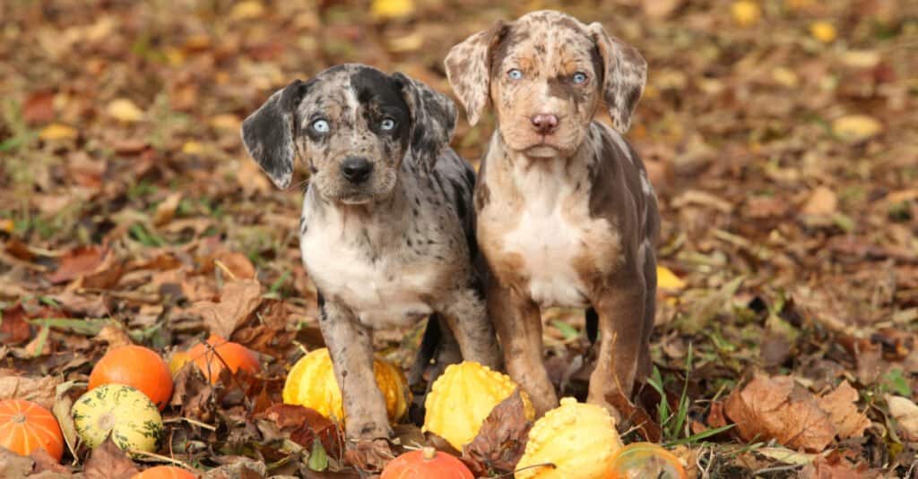 Cuccioli di leopardo Catahoula in foglie autunnali