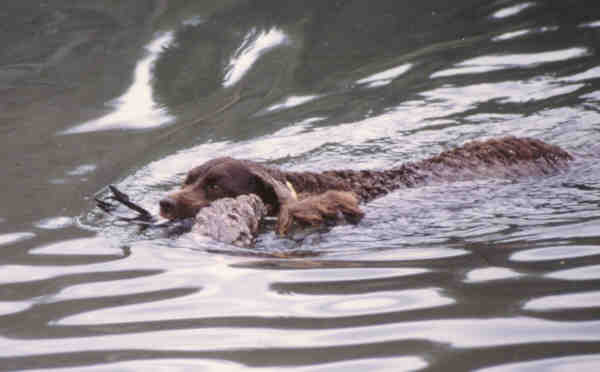 American Water Spaniel che nuota nell'acqua