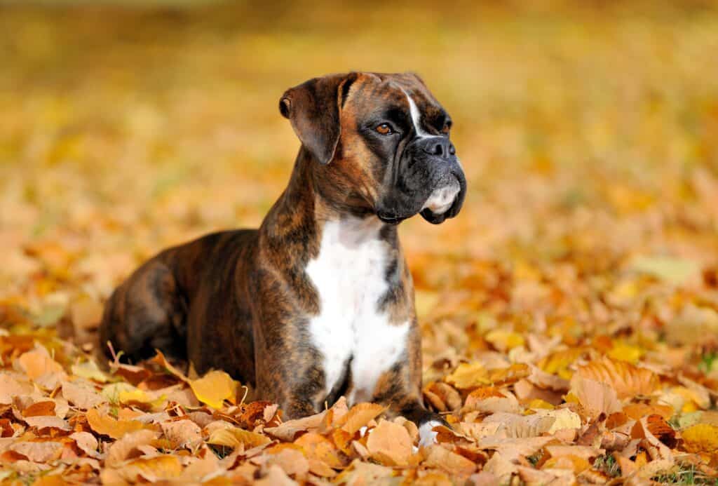 boxer agghiacciante sulle foglie in autunno