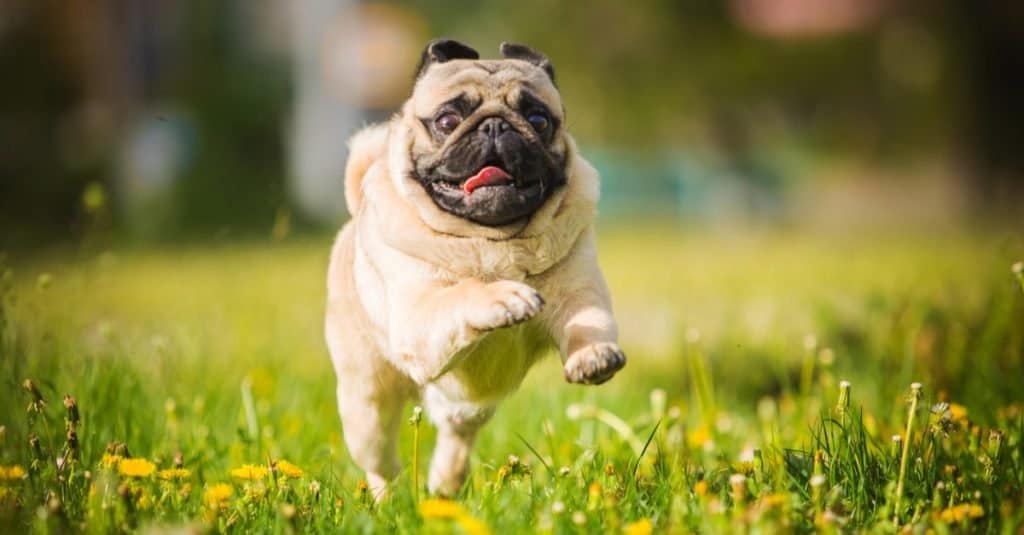 Il cane più vecchio: Snookie il carlino