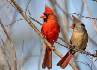 Compagni di cardinale settentrionale appollaiati