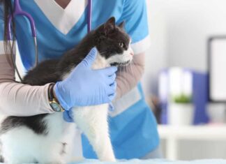 Il veterinario in ufficio esamina il gatto. Concetto di servizi di clinica veterinaria