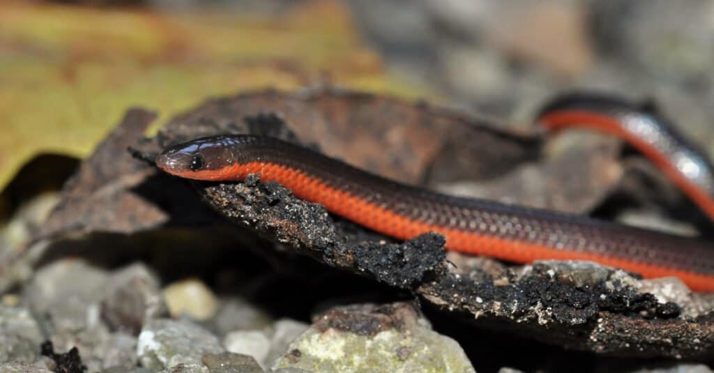 Serpenti nel Mississippi - Serpente verme