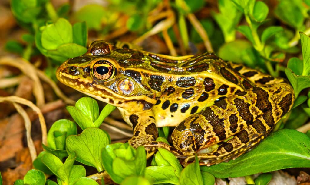 Rana leopardo settentrionale