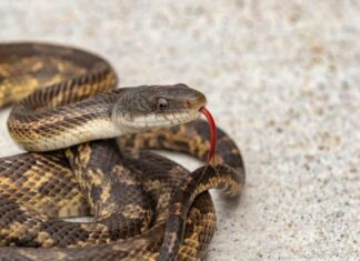 La pelle del serpente ratto del Texas può essere di vari colori, tra cui verde, bruno-rossastro o giallo, con ventre e testa grigi.